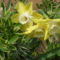 kisvirágú nárciszok a boroszlán bokorban