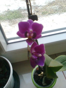 Mini orchidea