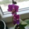 Mini orchidea
