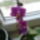 Mini_orchidea_1416336_4298_t