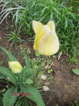 Tulipán