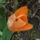 Tulipan_1416217_5262_t