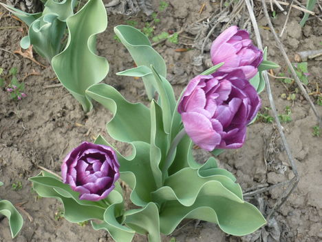 tulipánok
