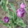 Tulipanok_1416218_8956_t