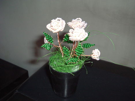 cserepes mini rózsa