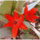 Editke_most_nyilo_viragaibol_keszitettem_a_klub_logojat_1417412_9924_t