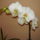 Sajat_2_1417280_7221_t