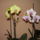 Sajat_3_1417281_4235_t