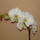 Sajat_5_1417283_5204_t