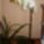 Sajat_6_1417284_8540_t