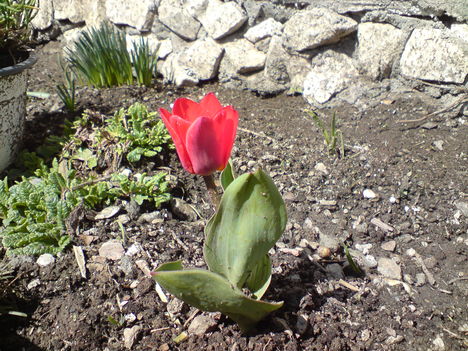 Kinyílt az első két tulipánom