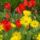 Pirosak_es_sargak_1400348_9779_n_1418738_3838_t