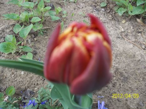 telt virágú tulipán