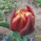 telt virágú tulipán
