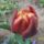 Telt_viragu_tulipan_1418306_2412_t