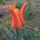 Tulipan-005_1418299_8624_t