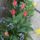 Tulipansor_1418289_4439_t