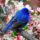 Madar__1419239_3974_t