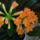 Viragok_001_1419594_4779_t