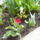 Viragok_005_1419597_7693_t