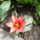 Viragok_006_1419598_4982_t