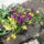 Viragok_012_1419603_9720_t