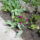 Viragok_015_1419605_8778_t