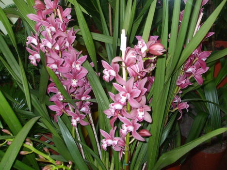 Cymbidium
