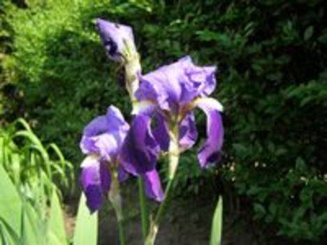 Kék liliom - Iris