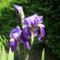 Kék liliom - Iris
