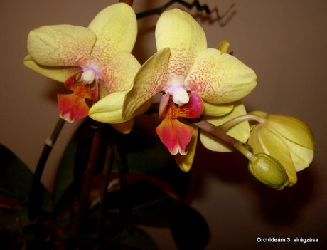 Orchidea