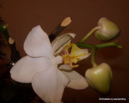 Orchidea
