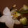 Orchidea_1401263_1470_t