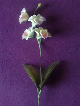 Orchidea (2)