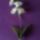 Orchidea_2_1410359_3750_t