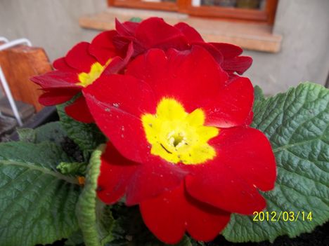primula
