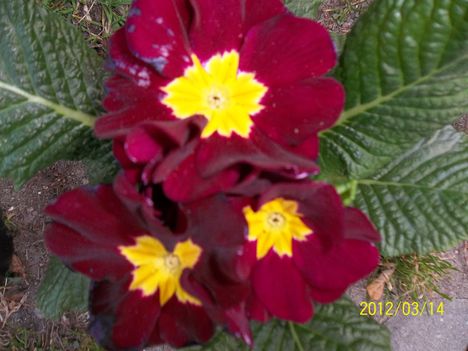 primula