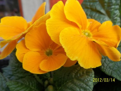 primula