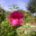 S5020161_1041437_1600_t
