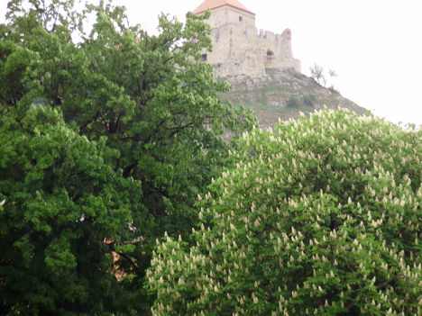 Sümeg-fák közt a vár oldala