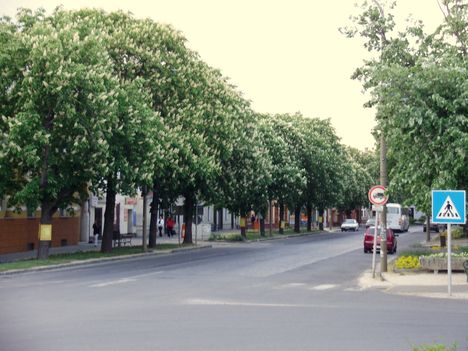 Sümeg-Kossuth utca, gesztenyefákkal
