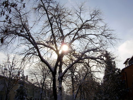 Sümeg-téli napsütés a fák közt