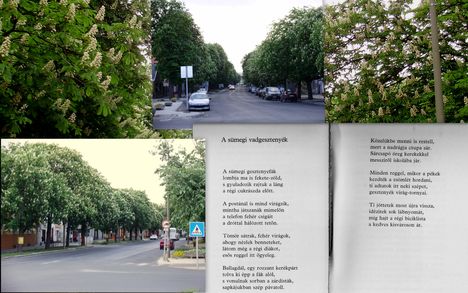 Sümeg-utca részlet a virágzó vadgesztenyefákkal Simon István költő versével