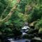 The_Owengarriff_River_Killarney_National_Park_Ireland