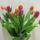 Tulipan_csokor-001_1410123_3239_t