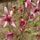 Tulipanfa_a_kiskertemben_1410500_7313_t