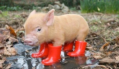 vegyes 7