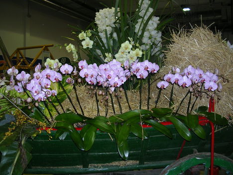 Kép Nemzetközi orchidea kiállítás 2012.04.15. 002