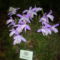 Kép Nemzetközi orchidea kiállítás 2012.04.15. 003
