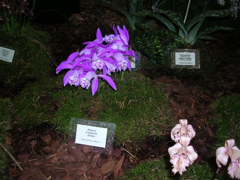 Kép Nemzetközi orchidea kiállítás 2012.04.15. 004